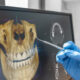 How a Routine Dental Visits can lead to early detection of abnormalities